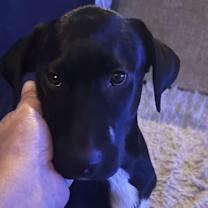 Thumbnail photo of Jake #4