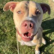 adopt-pet