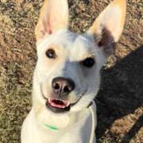adopt-pet