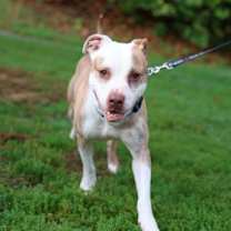 Thumbnail photo of Snickers #1