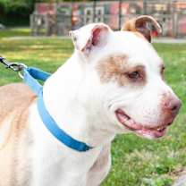 Thumbnail photo of Snickers #2