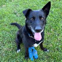 Thumbnail photo of Big Mac #1