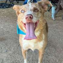 Thumbnail photo of Dune #1