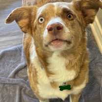 Thumbnail photo of Dune #3