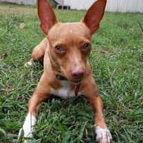 Thumbnail photo of Ivy #3