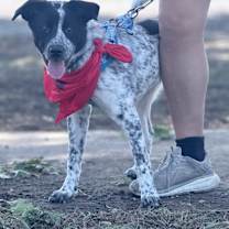 Thumbnail photo of Enzo #1