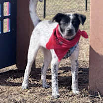 Thumbnail photo of Enzo #3