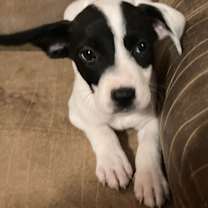 Thumbnail photo of Katana #2