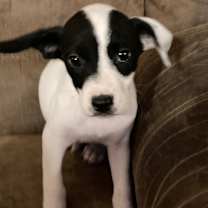 Thumbnail photo of Katana #3