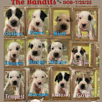 Thumbnail photo of Katana #4