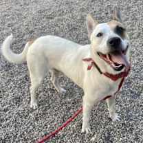 adopt-pet