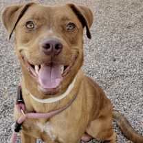 adopt-pet