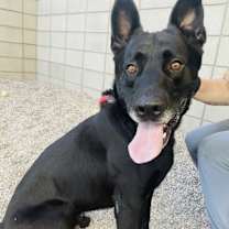 adopt-pet