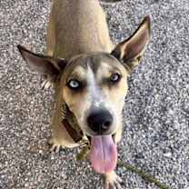 adopt-pet