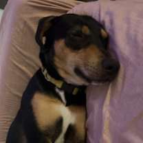 Thumbnail photo of Nyla #3