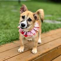 adopt-pet