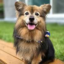 adopt-pet