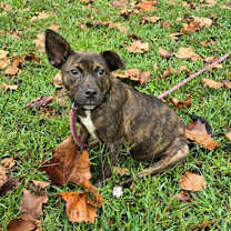 Thumbnail photo of Bella #2