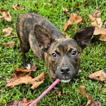 Thumbnail photo of Bella #3