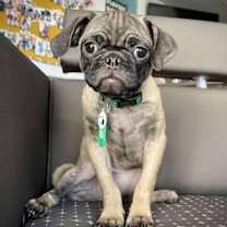adopt-pet