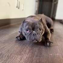 adopt-pet