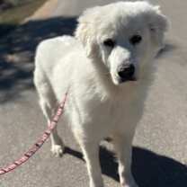 Thumbnail photo of Benji SAT #1