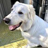 Thumbnail photo of Benji SAT #2