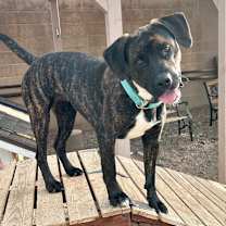 adopt-pet