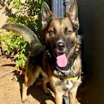 adopt-pet