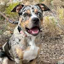 adopt-pet
