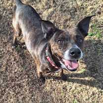 Thumbnail photo of Candy #1