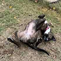 Thumbnail photo of Candy #4