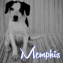 adopt-pet