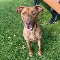 Thumbnail photo of Ruger #1