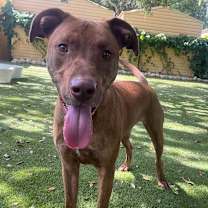 Thumbnail photo of Ruger #2