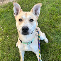 Thumbnail photo of Okay Hoss #3