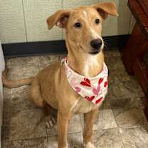 Thumbnail photo of Skye #1