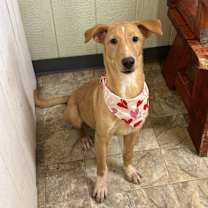 Thumbnail photo of Skye #2