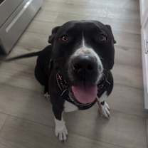 Thumbnail photo of Luna #1