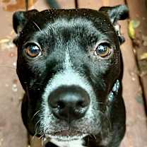 Thumbnail photo of Oliver #2