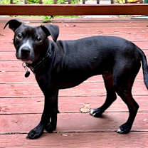 Thumbnail photo of Oliver #3