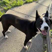 Thumbnail photo of Khaleesi #3