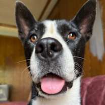 Thumbnail photo of Khaleesi #4