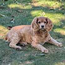 adopt-pet