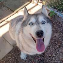 Thumbnail photo of Sunflower #2