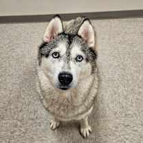 Thumbnail photo of Sunflower #3