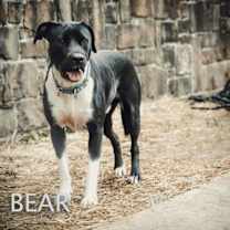 Thumbnail photo of Bear #1