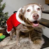 Thumbnail photo of Coco #1