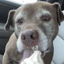 Thumbnail photo of Coco #3