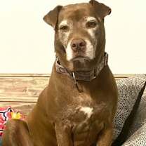 Thumbnail photo of Coco #4